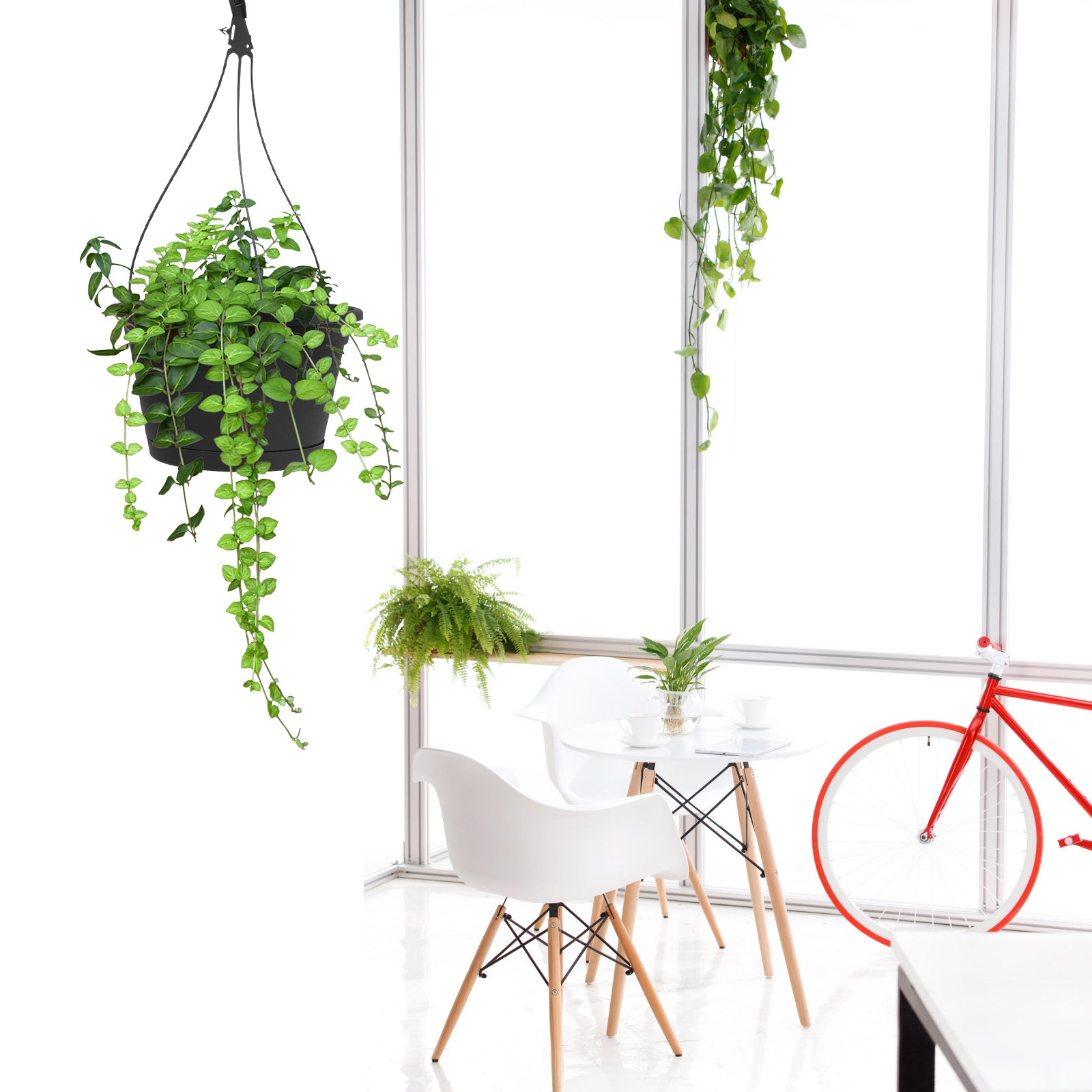 1個入り、吊り下げ式のスパイダープランツ用鉢。クリエイティブ - Spider Plant Hanging のレビューと価格