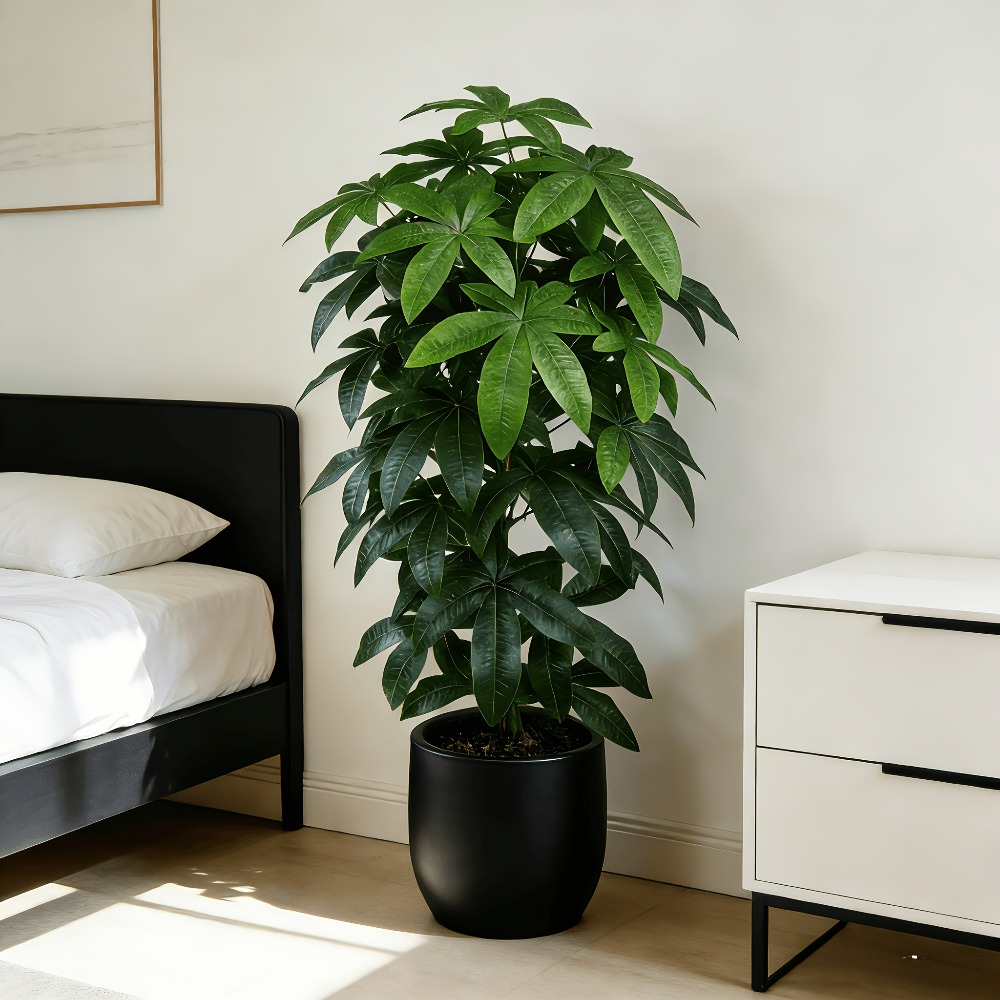 人工の金のなる木パキラ・アクアティカは、科学的にも知られる金 - Ficus Lyrata Tree のレビューと価格